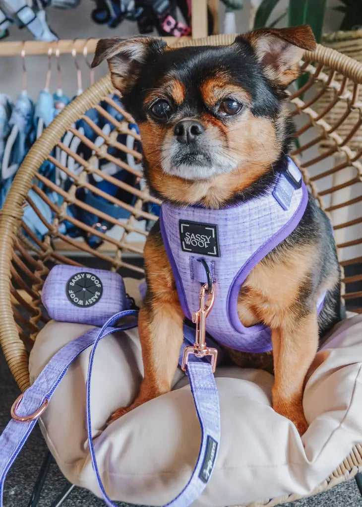 SASSY WOOF - Dog Adjustable Harness - Auroa