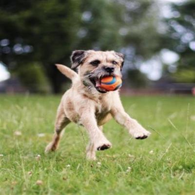 Chuckit!® Ultra Ball® For Dogs